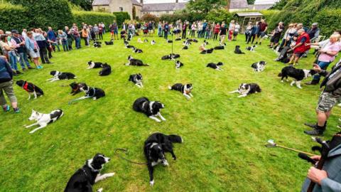 A photograph of a group of people with dozens of border collies lying down on the grass between them.