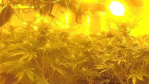 Police image of cannabis growing inside a property