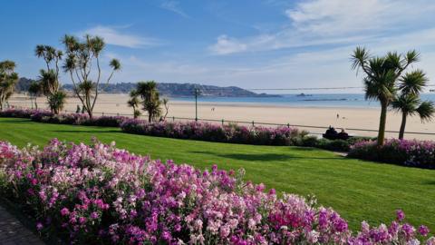 Mainly blue sky over the coast with pink and purple flowers next to a sandy beach