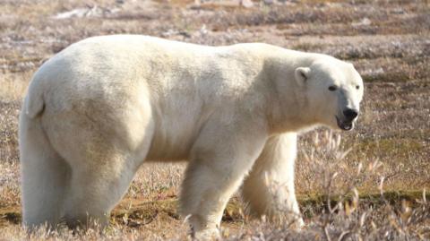 A white polar bear is standing on grassland looking towards the camera.