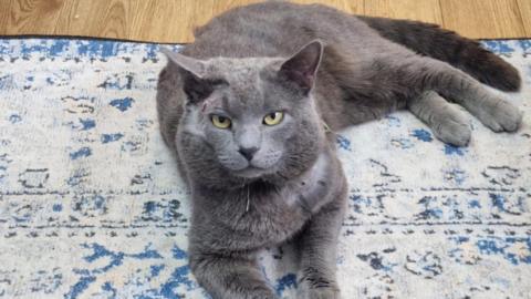 A grey cat, sitting on the floor on a blue and white rug. He has a scar on his head, above its right eye. He is looking straight at the camera.