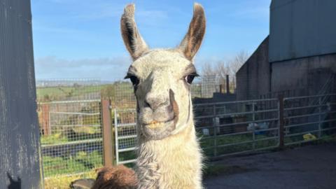 A white and brown llama looking at the camera