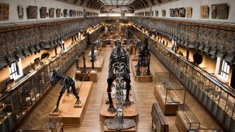 Dinosaurs and bone collections inside the Natural History Museum in Paris.