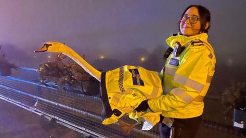 A police officer holding a swan wrapped in a community support officer jacket