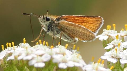 A Essex Skipper butterfly on a white flower at the former Nature's World site in Acklam. The butterfly is brown with a black colouring on the top of the antennas.