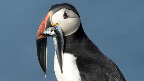 A puffin has a bunch of silver fish in its beak. It has a brightly coloured bill and a white face with black head.