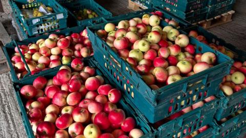 Box loads of apples, mostly red but some green all piled up
