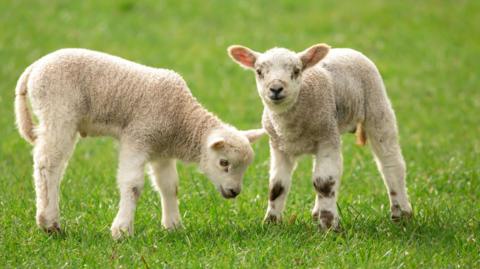 Two lambs stood in a grassy field.