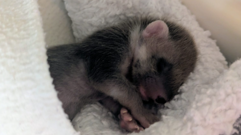 A tiny baby pine marten snuggled in a white fleece blanket asleep, with its paws curled under its chin. One little pink ear is poking out of its grey fur