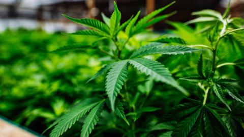 A close up image of a large number of cannabis plants 