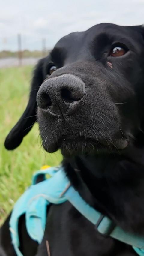 Close up image of a young black Labrador-spaniel cross, wearing a blue harness