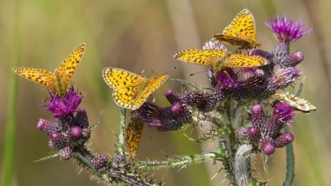 butterflies