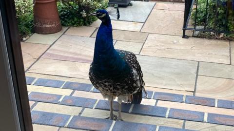 A peacock wanders up a set of shallow steps towards a set of French doors.