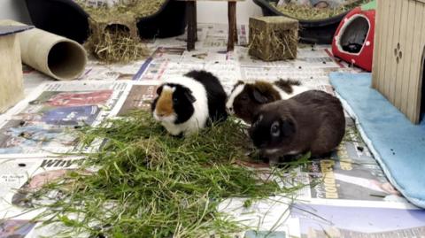 three guinea pigs eating grass. They are on newspapers, surrounded by places for them to sleep and toys. Two are tortoiseshell and one is brown. 