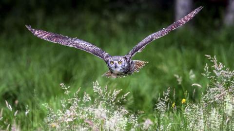 A brown-coloured owl flying across a field.