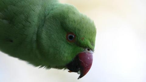 A close-up picture of a green parakeet parrot with a red-coloured beak. 