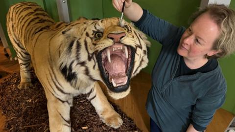 A large, life like model of a tiger indoors mounted on a base covered in wood chips. Its mouth is open in a snarling appearance, exposing its teeth and tongue. To the right is a woman wearing a grey long-sleeved top and holding a brush up to the tiger's nose.