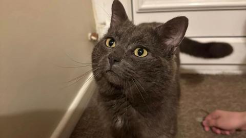 A close up image of Nev the cat - a dark brown feline with amber eyes - in the hallway of a home