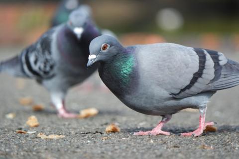 A couple of pigeons pecking around on tarmac in Luton.