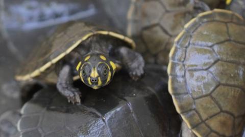 A little turtle with an olive green shell looks up at the camera. Its face is black and yellow. It is climbing over lots of other turtles of the same colouring