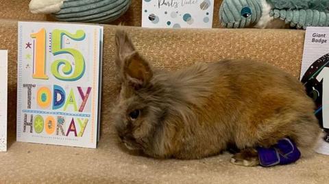 A rabbit sat on some stairs surrounded by birthday cards with "15 today" on them.