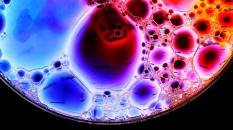 Close-up of a petri dish.