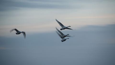 Four swans are flying in the sky. Three of them are flying above each other in the middle and one is on its own on the left.