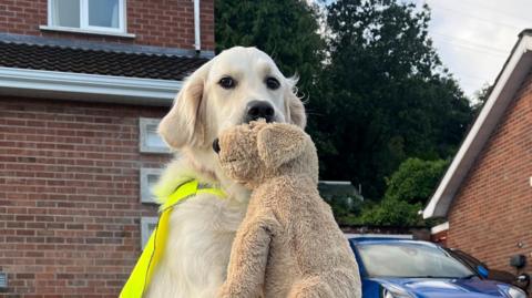 Golden Retriever in a high vis vest holding a teddy dog in its mouth. House and blue car in the background. 