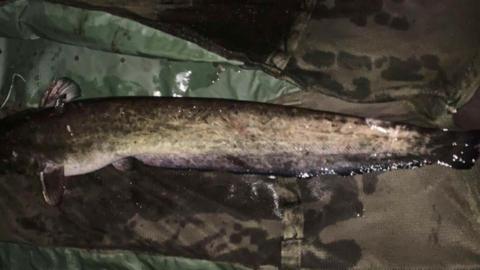 A catfish lying dead on some green material