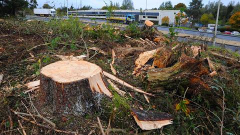 Rows of tree stumps, with the trees having been freshly cut down. They are in an area of woodland overlooking a motorway road with other buildings beyond it.