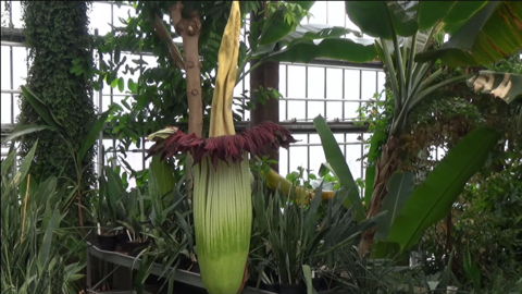 The plant in bloom at the Ghent Botanical Garden.