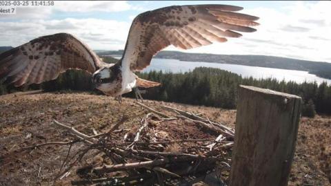 An osprey taking off from a nest. The bird is brown and white, with outstretched wings and the nest is made of sticks. Trees and hills can be seen in the background along with the Kielder Water reservoir.