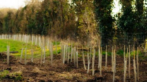 A row of dozens of tree saplings, held up with supports, on land at Preston near Hull. Mature trees, with green foliage, stand in the background.