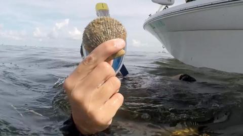 A snorkeler is holding a scallop out of the sea. It is is obscuring their face but their snorkel can be seen. The sea is calm and there is a boat next to them. 