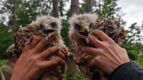 The image shows two red kites being held up to the camera.