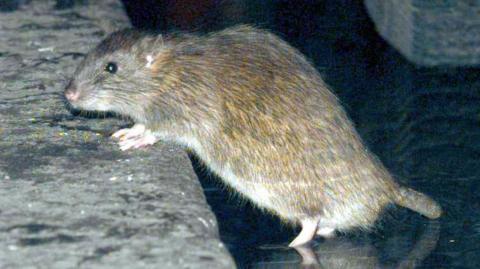 An adult brown rat with its front paws on a ledge