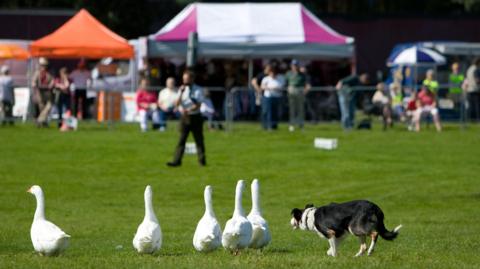 General shot of a sheep dog herding geese in a main ring show.