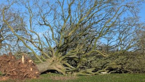 Large sycamore tree uprooted on its side. Grass is in front of it and blue sky behind it on the photo.