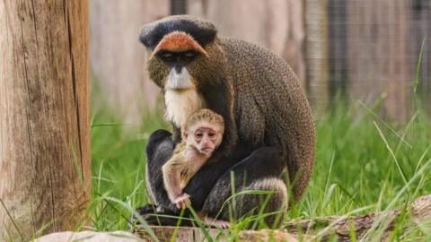 An image of a sitting female monkey at Twycross Zoo holding its baby in its arms