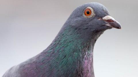 Close-up image of a pigeon