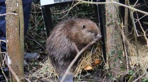 A beaver being released from a container in a forest.