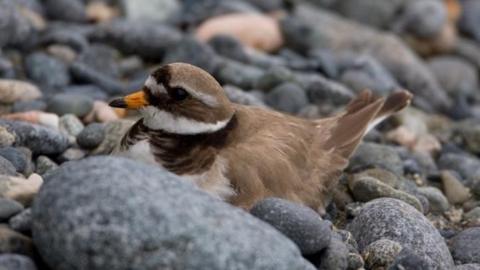 Ringed Plover