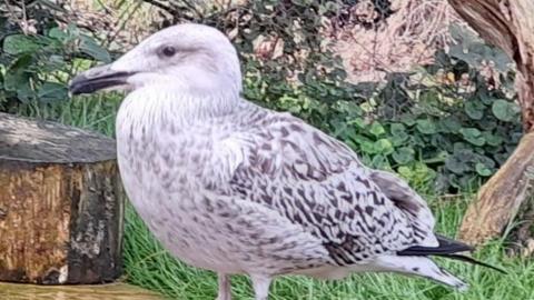 A great black-backed seagull standing in front of some green bushes 