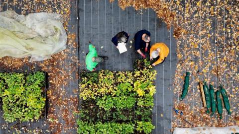 An aerial picture shows four people, one in a mustard hoodie, two in blue jumpers and one in a bright green hoodie. The two men and two women are looking down at tree saplings planted close together. The tree saplings are on black matting surrounded by autumnal leaves 