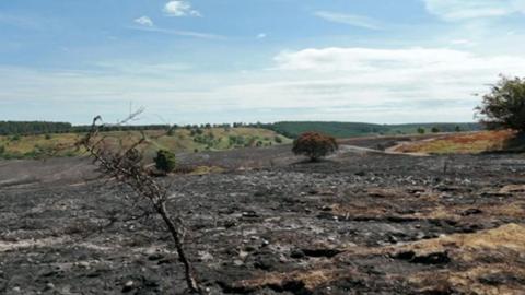 A charred tree sits in ground which is burnt and covered in rubble. In the background, green fields can be seen.
