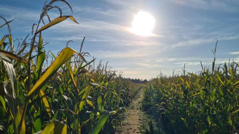 A field of crops can be seen with a low sun in the sky which is clear. A path runs through the middle of the picture between the crops.