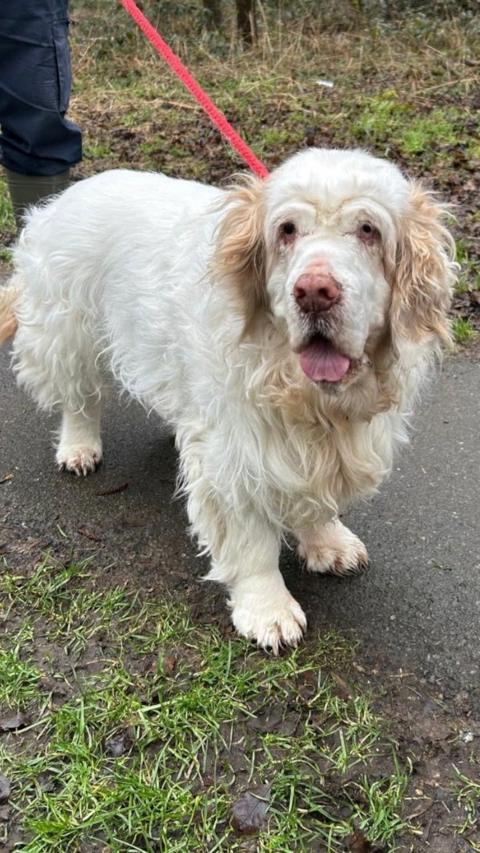 Clumber spaniel on a leash