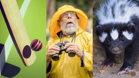 Montage of a ball hitting a cricket bat, a birdwatcher in a bright yellow coat and hat, and a close up of a skunk