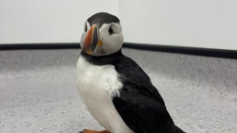 Puffin pictured on the floor of the vets with a black body and white stomach. It has a bright orange beak and white face.