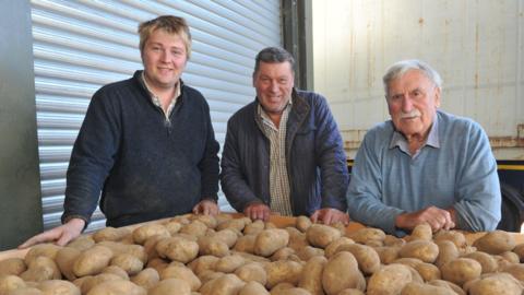 Three farmers standing inside a building, over a pile of potatoes. They are all looking directly at the camera. They are of different ages with Harry Suckling on the left of the picture, with his father in the centre and his grandfather on the right.